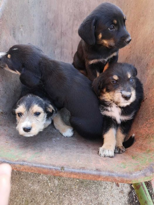 Подарявам кученца, порода Барак