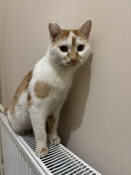 Отдается  рыжий  ласковый спокойный кот ищет дом