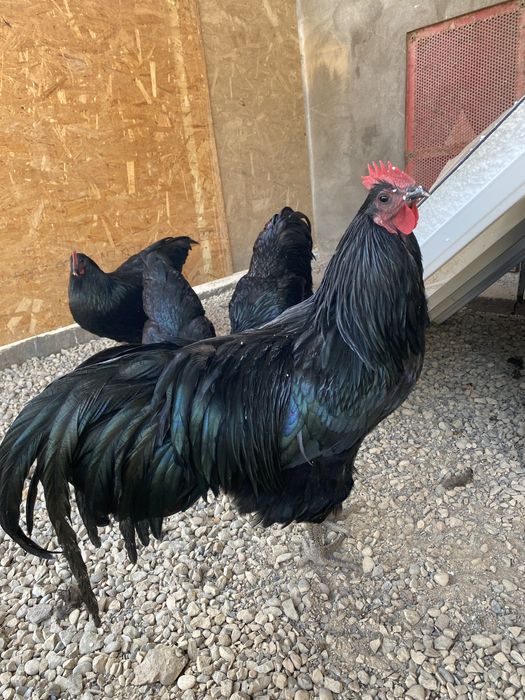 Astorolp xo’rozlari qora xo’roz