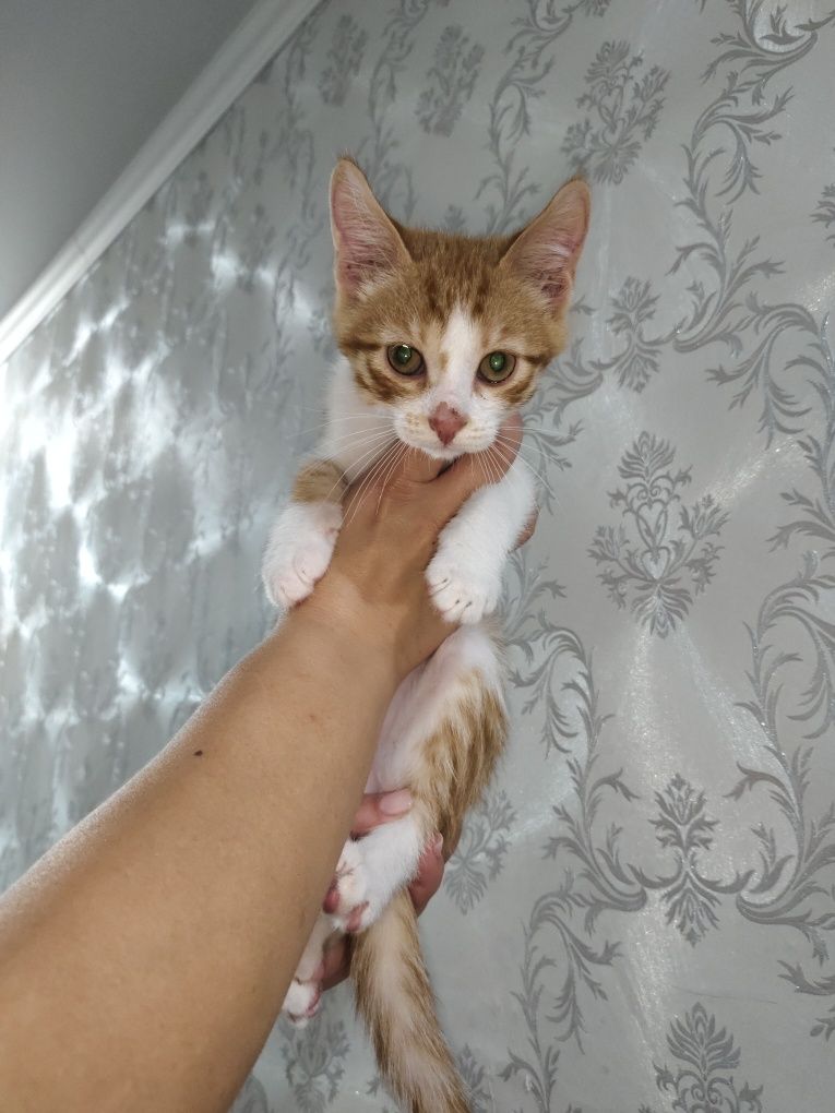 Ищем дом котёнку!