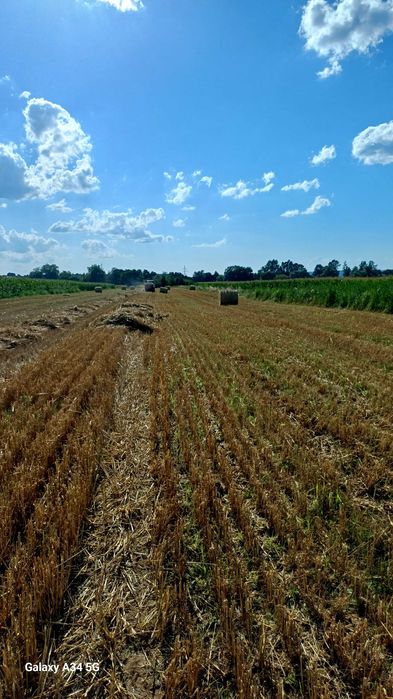 Vand baloti de paie de grau.