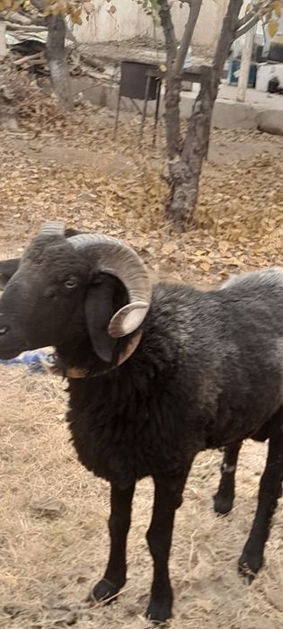 Кучкор кузи сотилади галишамиз