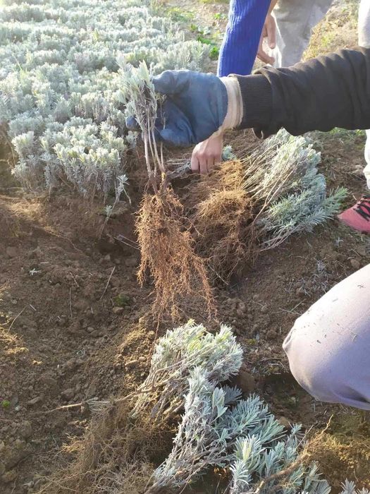 Разсад лавандула