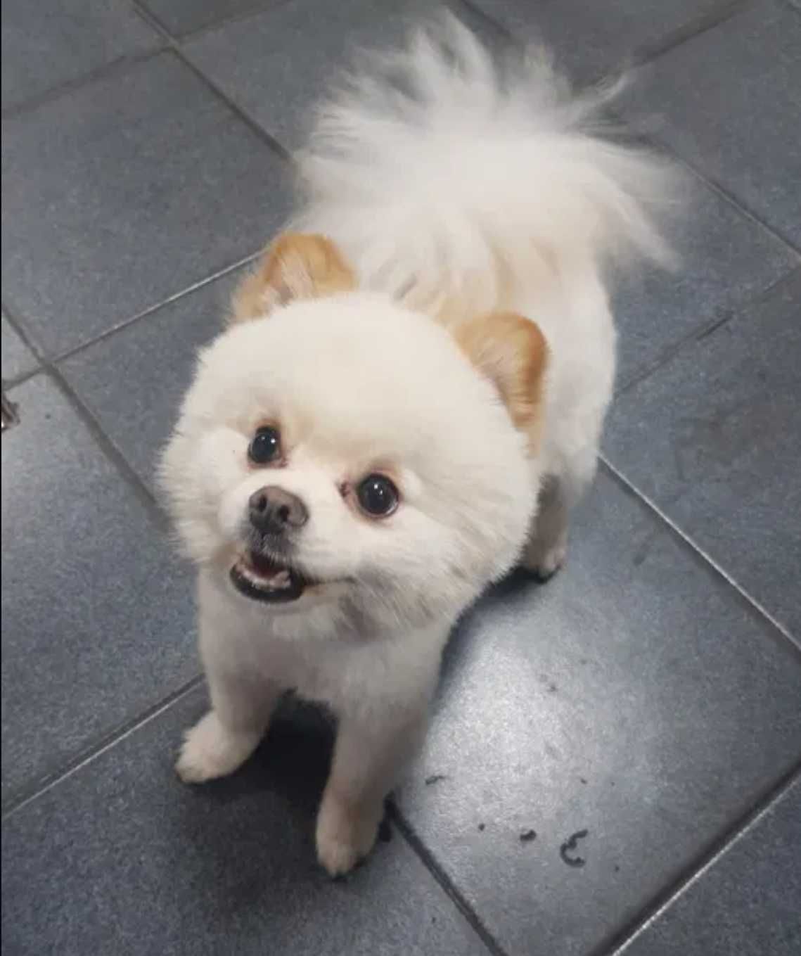 Pomeranian cu pedigree 2 ani