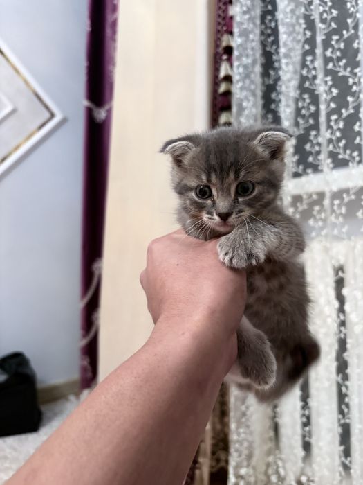 мысык сатылады