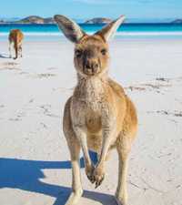 Туристическая виза в Австралию