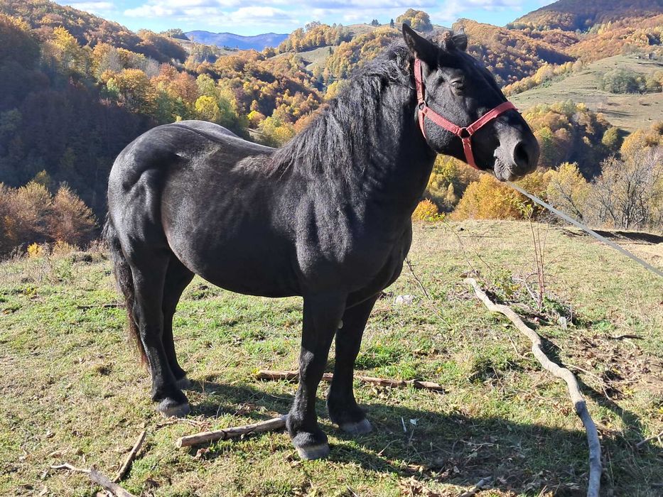 Vind minz negru de 3 ani