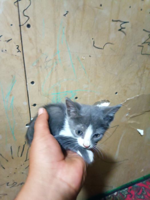 mushuk bolasi kichkina