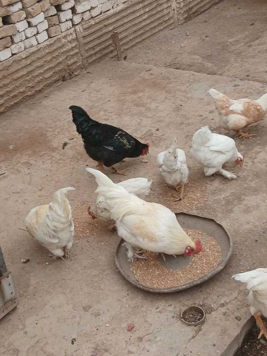 Продам курей и петушков