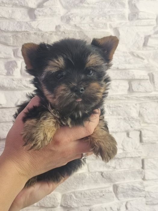 Йоркширски Териер МИНИ