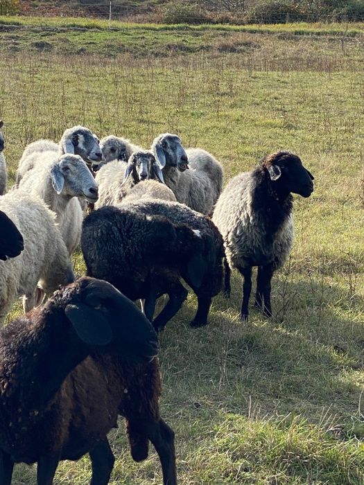 Vând 10-15 oi la alegere