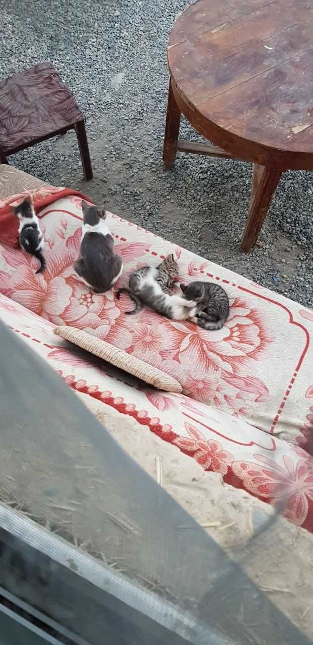 Бесплатно котята