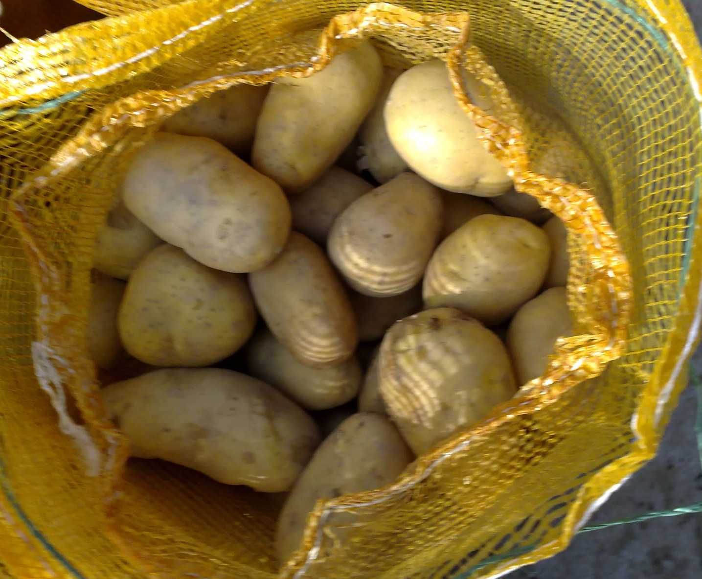 Пресни качествени картофи