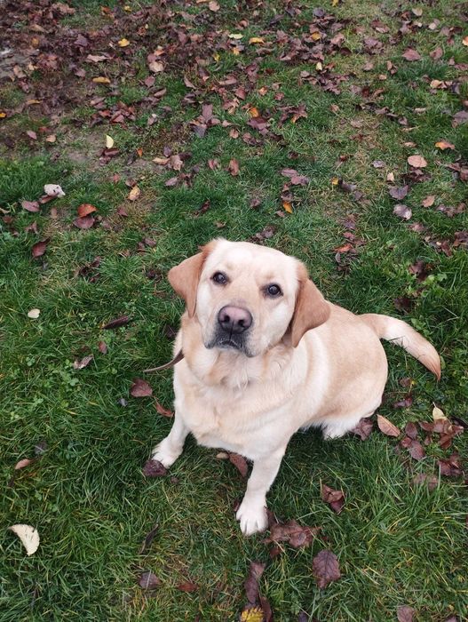 Donez cățelușă labrador