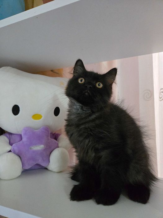 Кошки  и котята в добрые руки