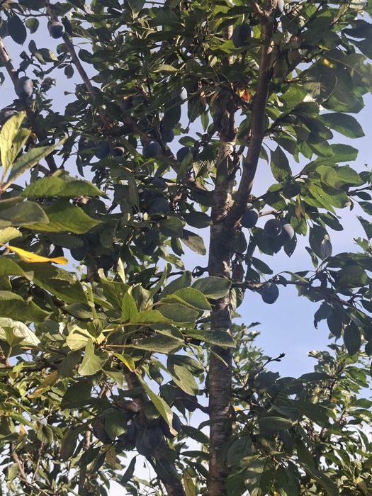 Prune de tuica stanley