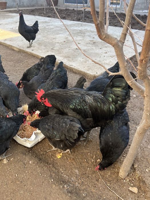 Tuxum domashniy zoti qora shag’zoda tuxumlari