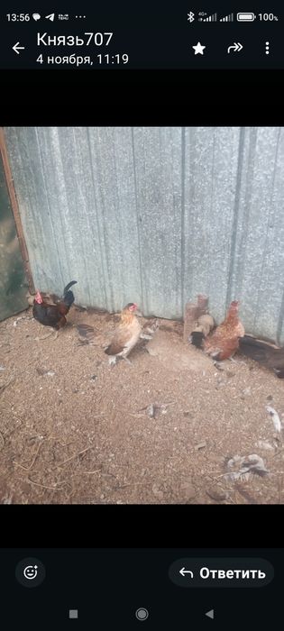 Продам птицу,куры,голубей и т.д