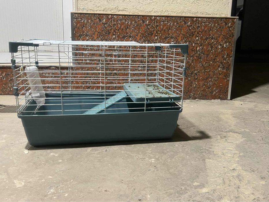 Кролик: карликовый баранчик