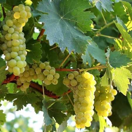 Struguri de vin tamaioasa, novac, negru de dragasani, cabernet sauvig