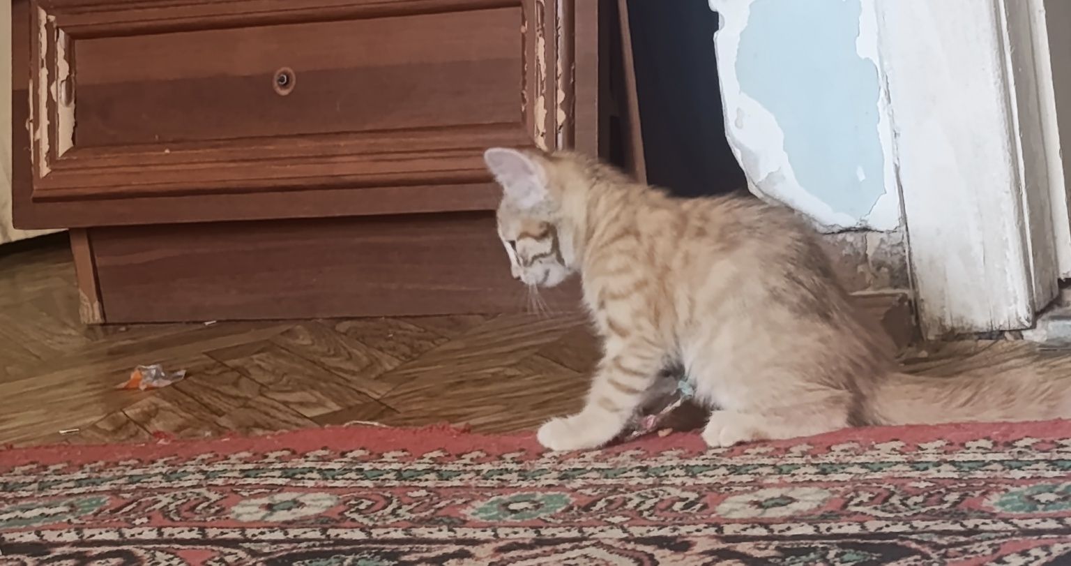 Котёнок, рыжая, mushukcha olovrang