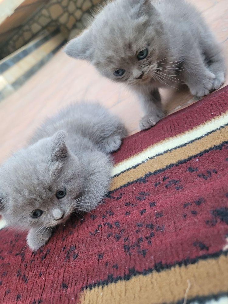 Котики 2 девочки 2 мальчика СРОЧНО!