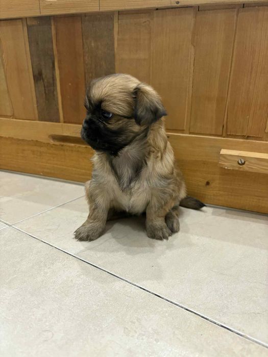 малки кралски пекинезчета