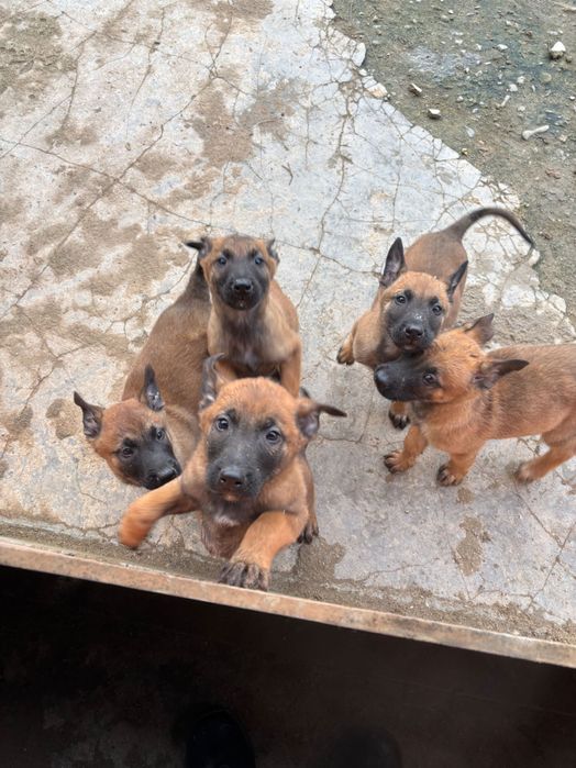 Белгийска овчарка малиноа