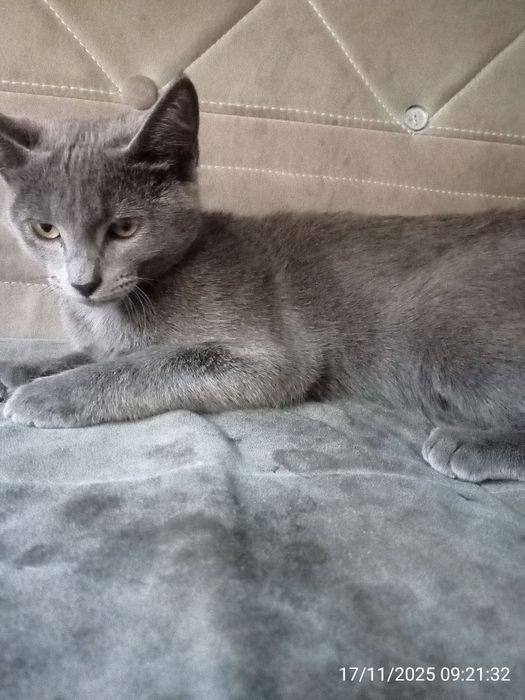 Mushuk sotiladi . Russiyan Bule