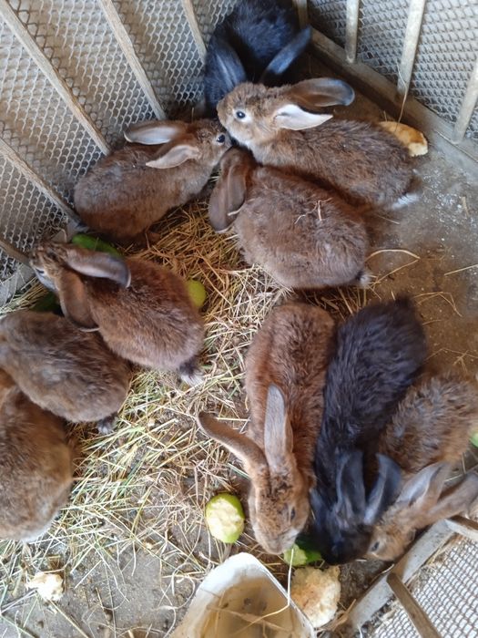 Продам крольчата.