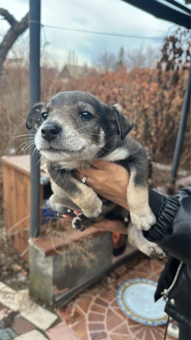 Щенята ищут дом