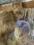 Motanel persan orange 3 luni superb