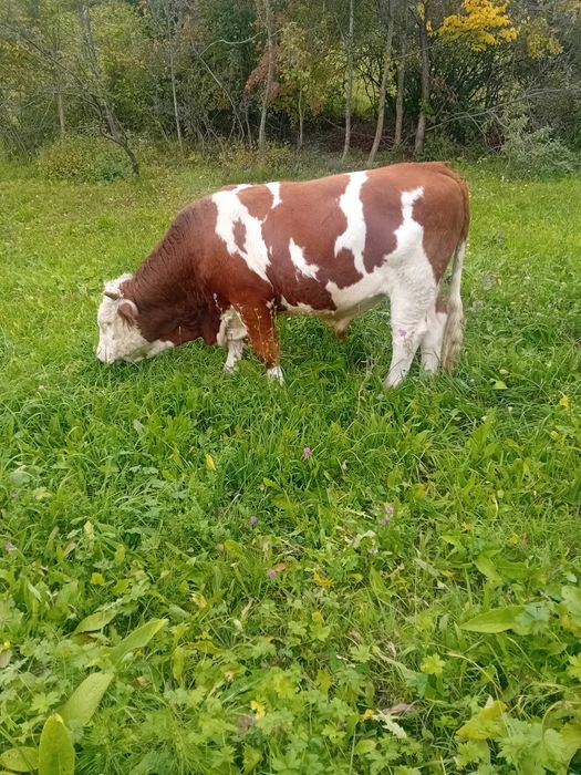 Vand taur   de 1 an și 6 luni