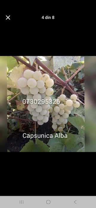 Vând Butași viță de vie Altoita si Hibrid direct de la PRODUCĂTOR