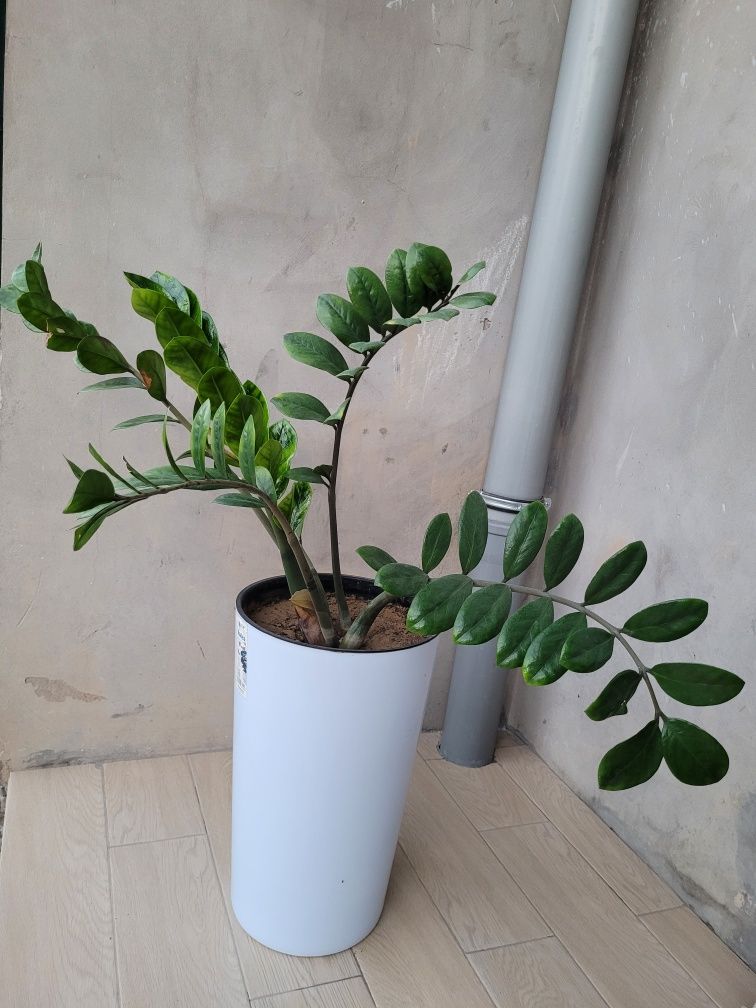 Gullar sotiladi narxi 450ming eng kottasi; aloe 5 yillik 220ming