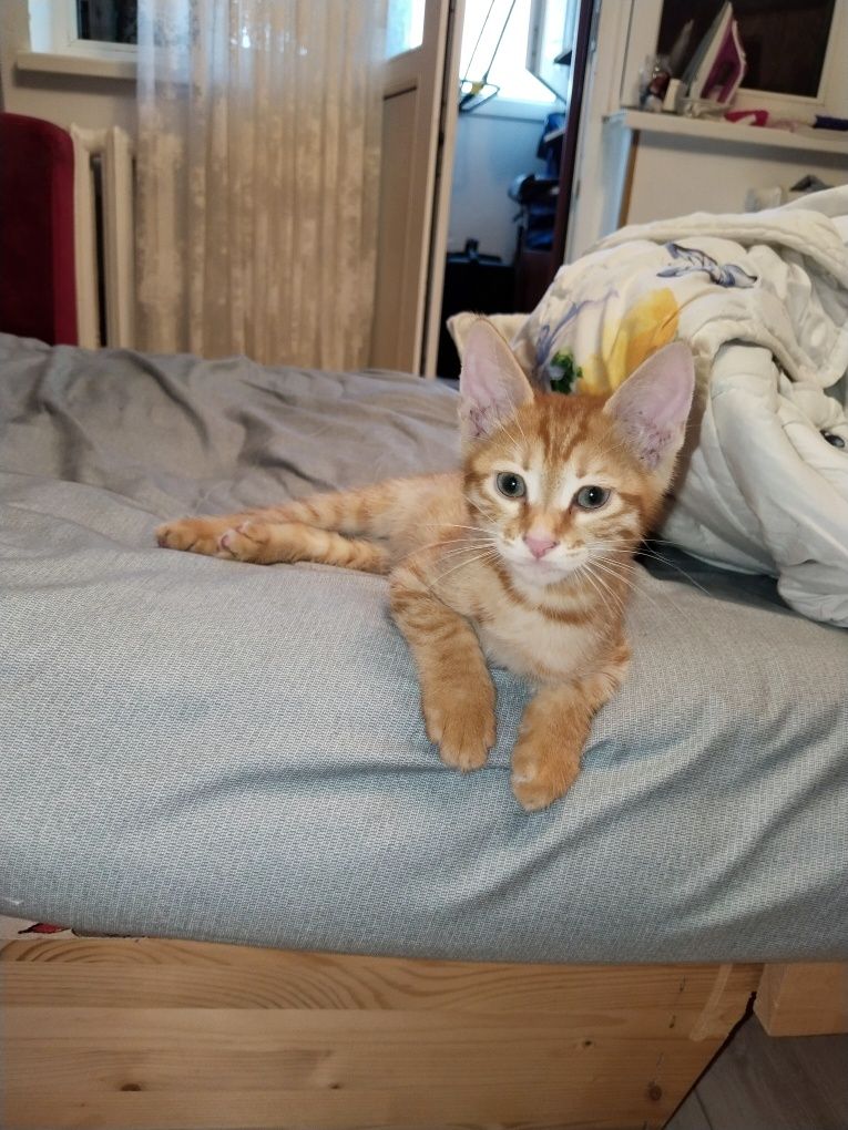 Котёнок Аравийского Мау
