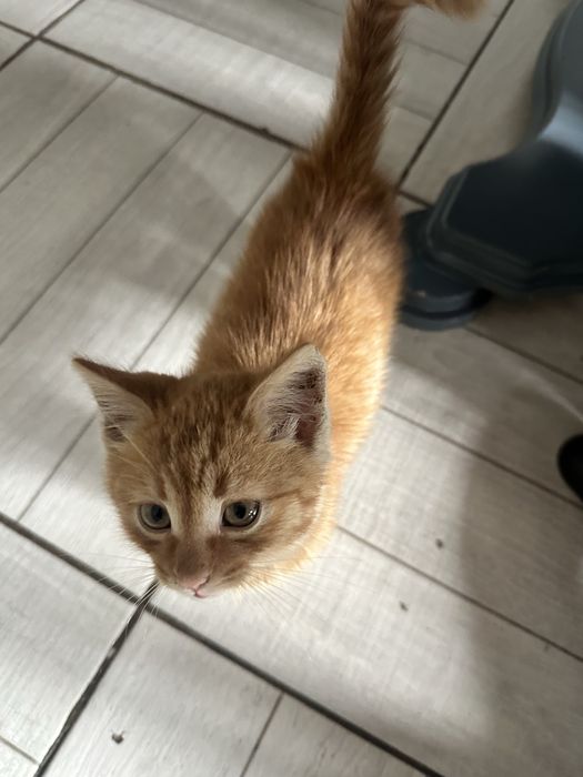 Котенок мысықтың баласы