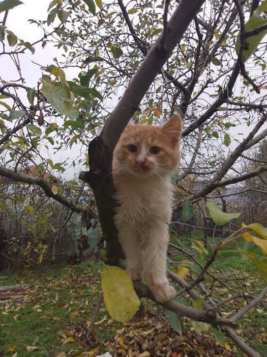 Подарява се мъжко котенце