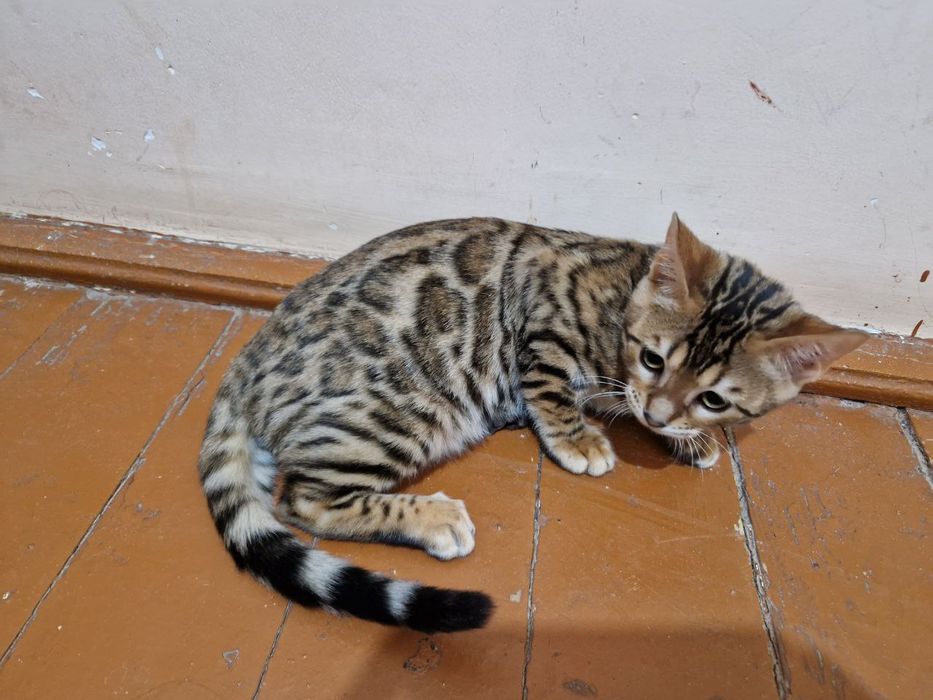 Bengal mushugi sotiladi