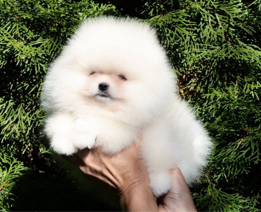 Baietel pomeranian mini/toy!