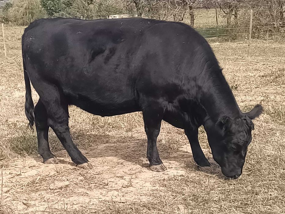 Vaci si vitele Angus