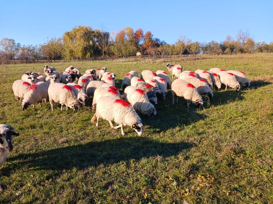 Oii de vânzare!!!