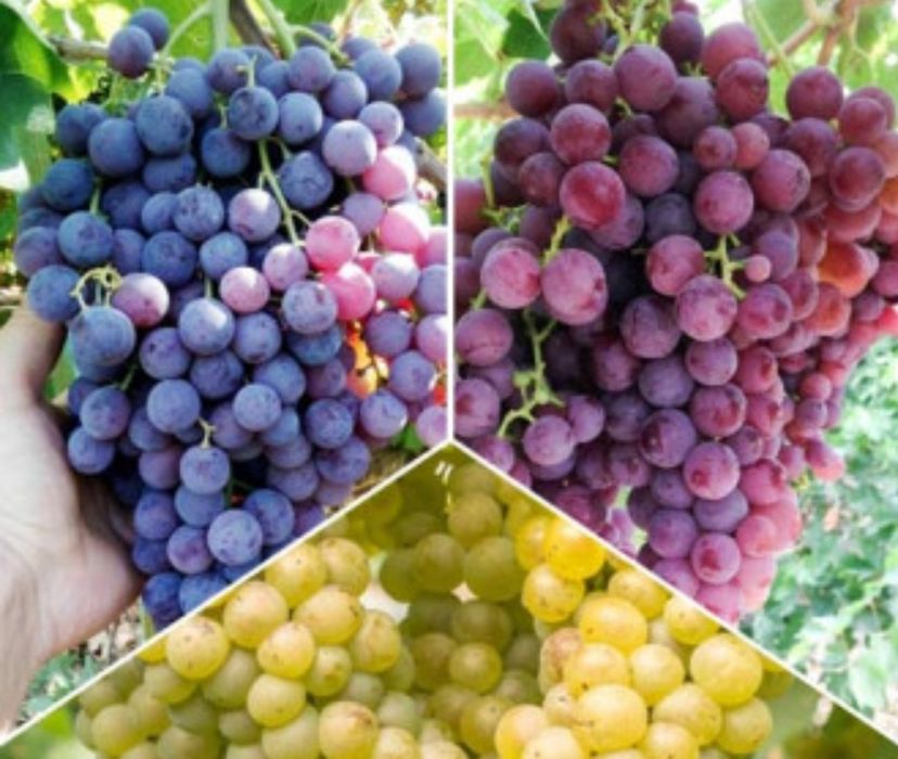 Butasi vita de vie 5 lei