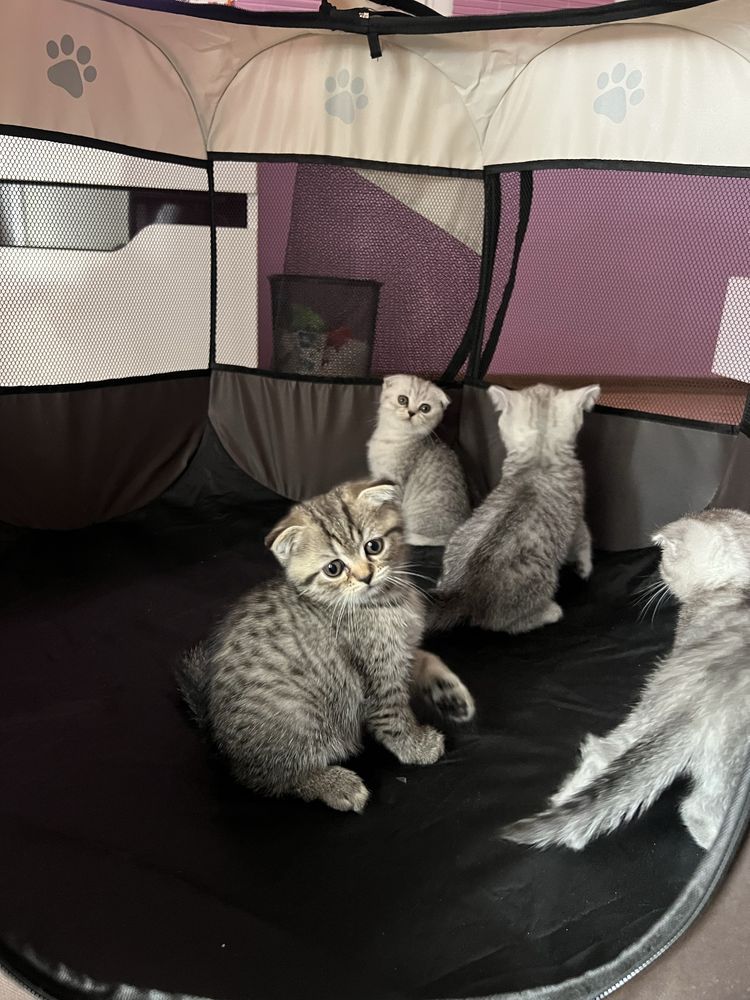 Прекрасни Scottish Fold & Scottish Straight котенца