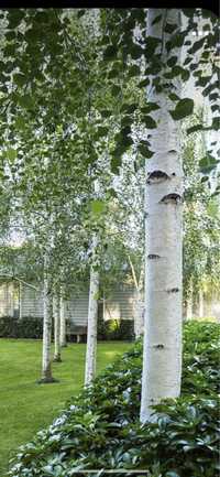 Copaci de mesteacăn cu cuaja albă