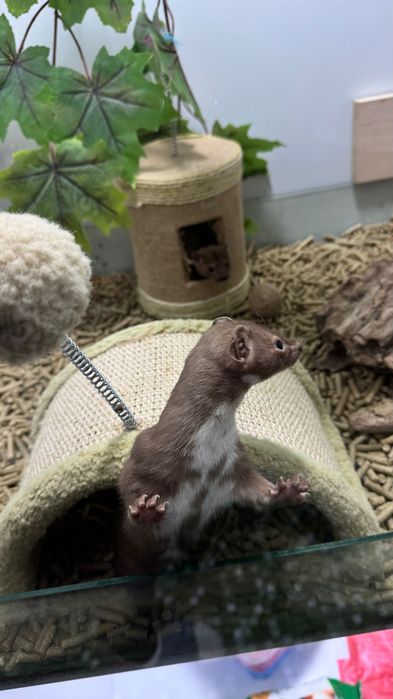 Продается ласка мальчик 9 месяцев