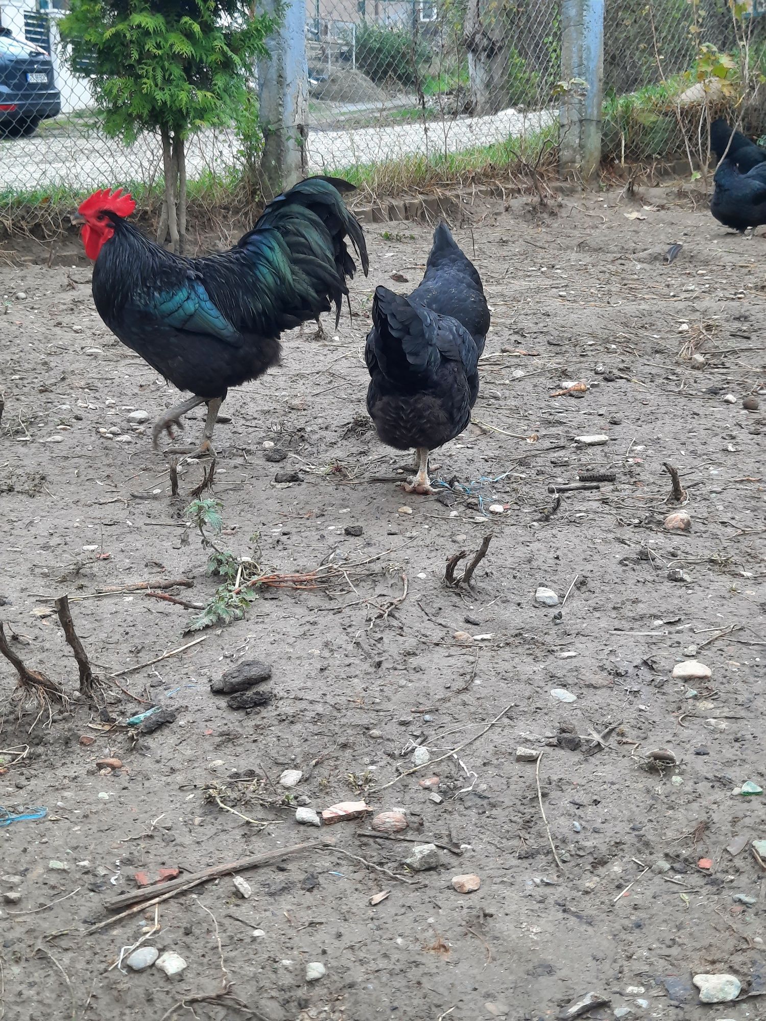 Vând puicute australorp