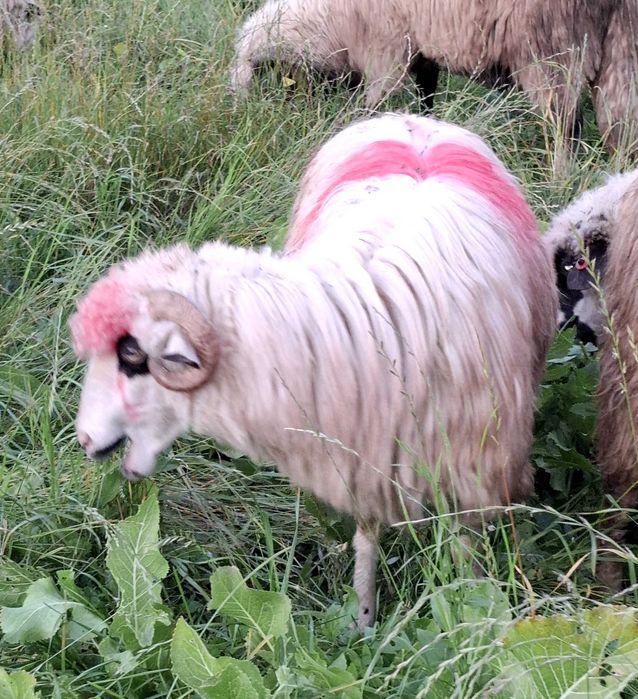 5 oi turcane de vanzare