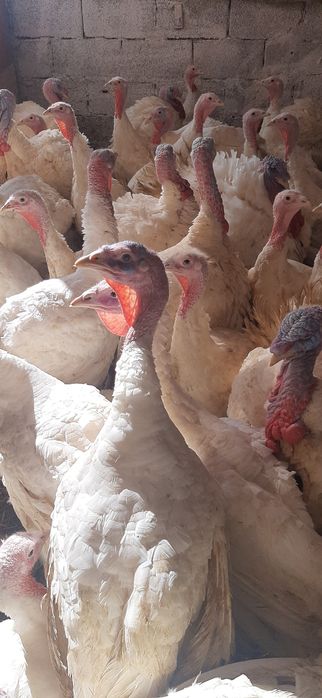 Vindem curcani crescuți bio