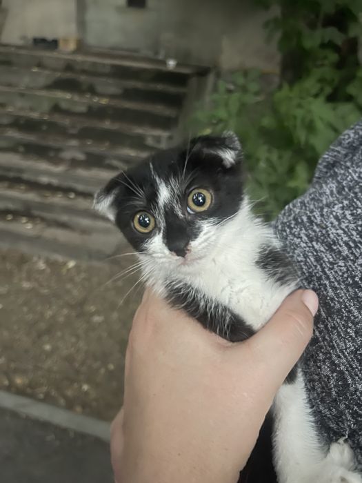 Отдам кошечку в хорошие руки!